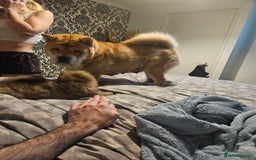 Chow Chow dogs for sale: Chow chow puppies  - Image 16
