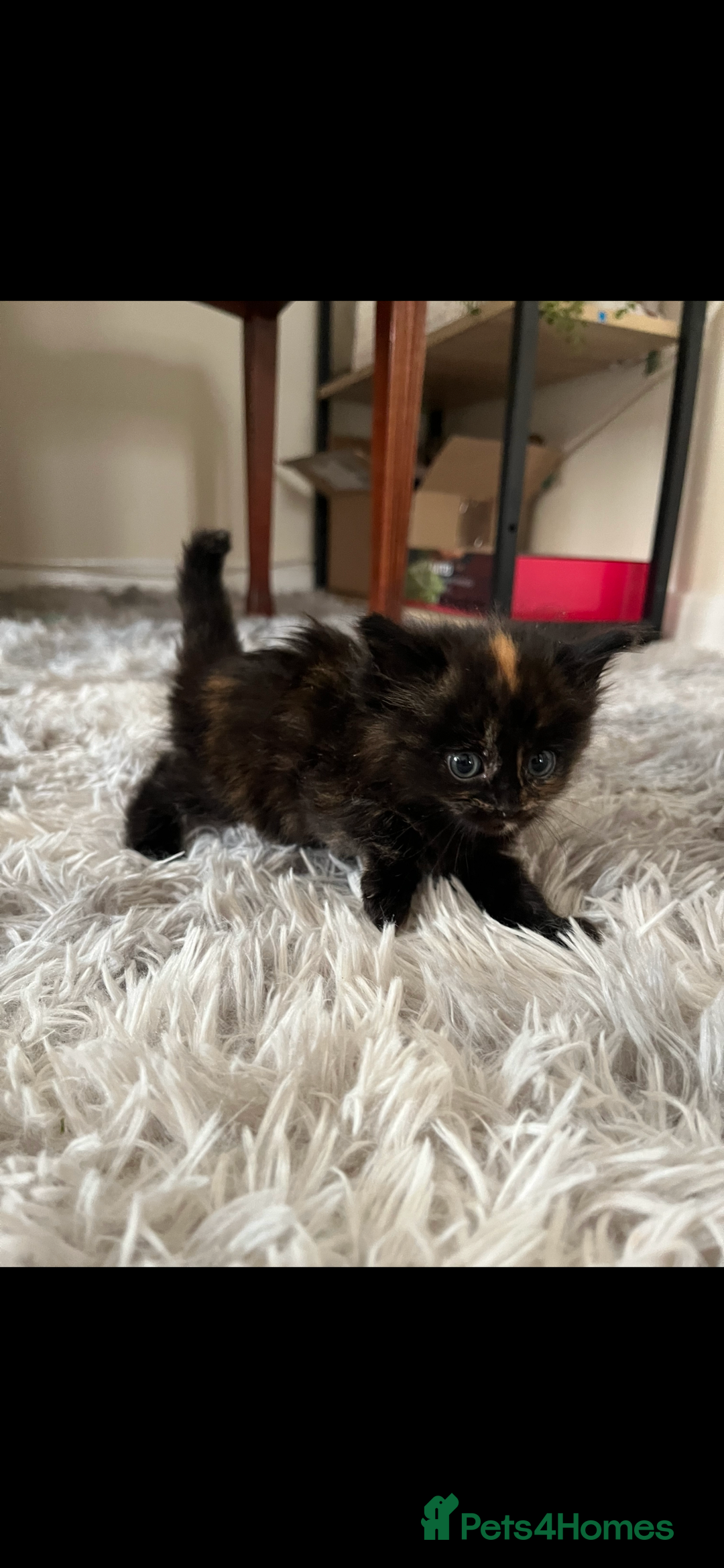 Mixed Breed cats for sale: Kitten  - Image 3