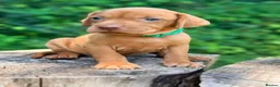 Hungarian Vizsla dogs for sale: KC Reg Hungarian Vizsla pups Hip/Elbow DNA Tested - Advert 9