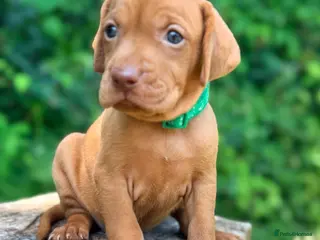 Hungarian Vizsla dogs KC Reg Hungarian Vizsla pups Hip/Elbow DNA Tested - Advert 3