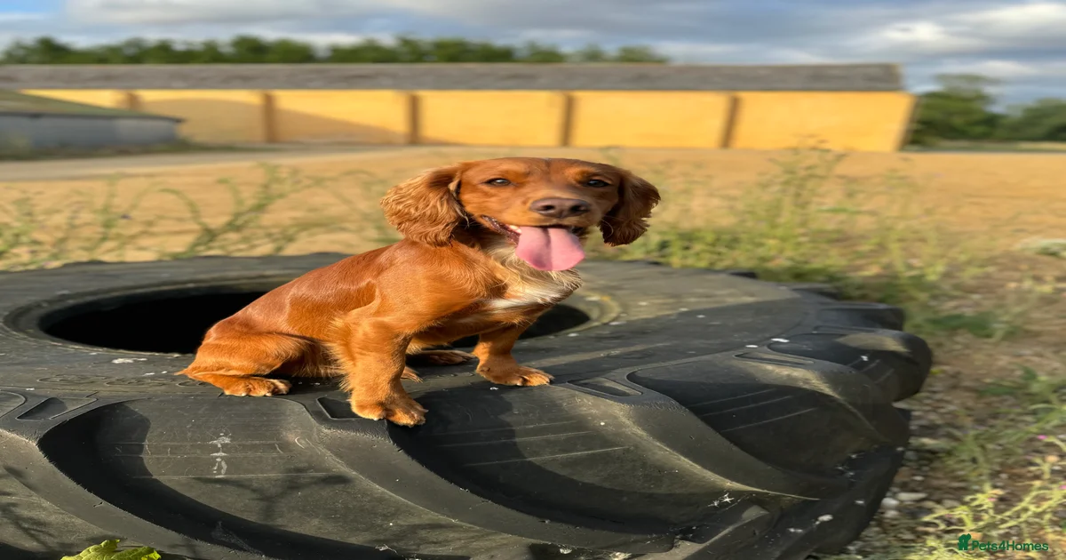 Proven Red KC REG Working Cocker Spaniel STUD for stud in Chelmsford ...