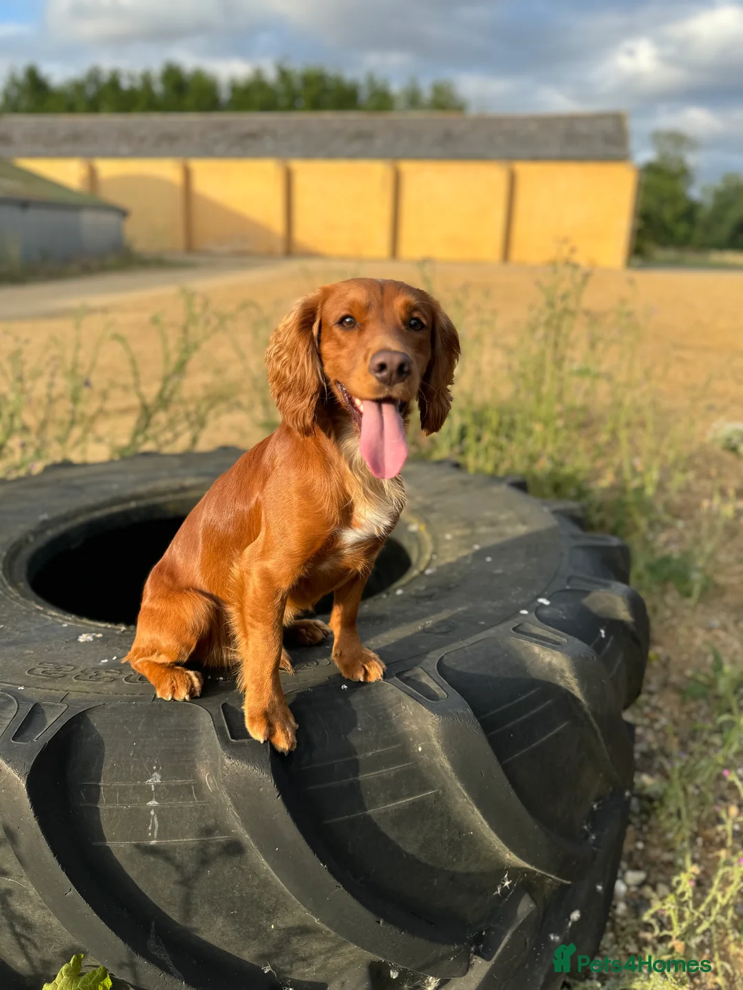 Cocker Spaniel dogs for stud: Proven Red KC REG Working Cocker Spaniel STUD in Chelmsford - Advert 1