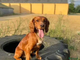 Cocker Spaniel dogs Proven Red KC REG Working Cocker Spaniel STUD in Chelmsford - Advert 21