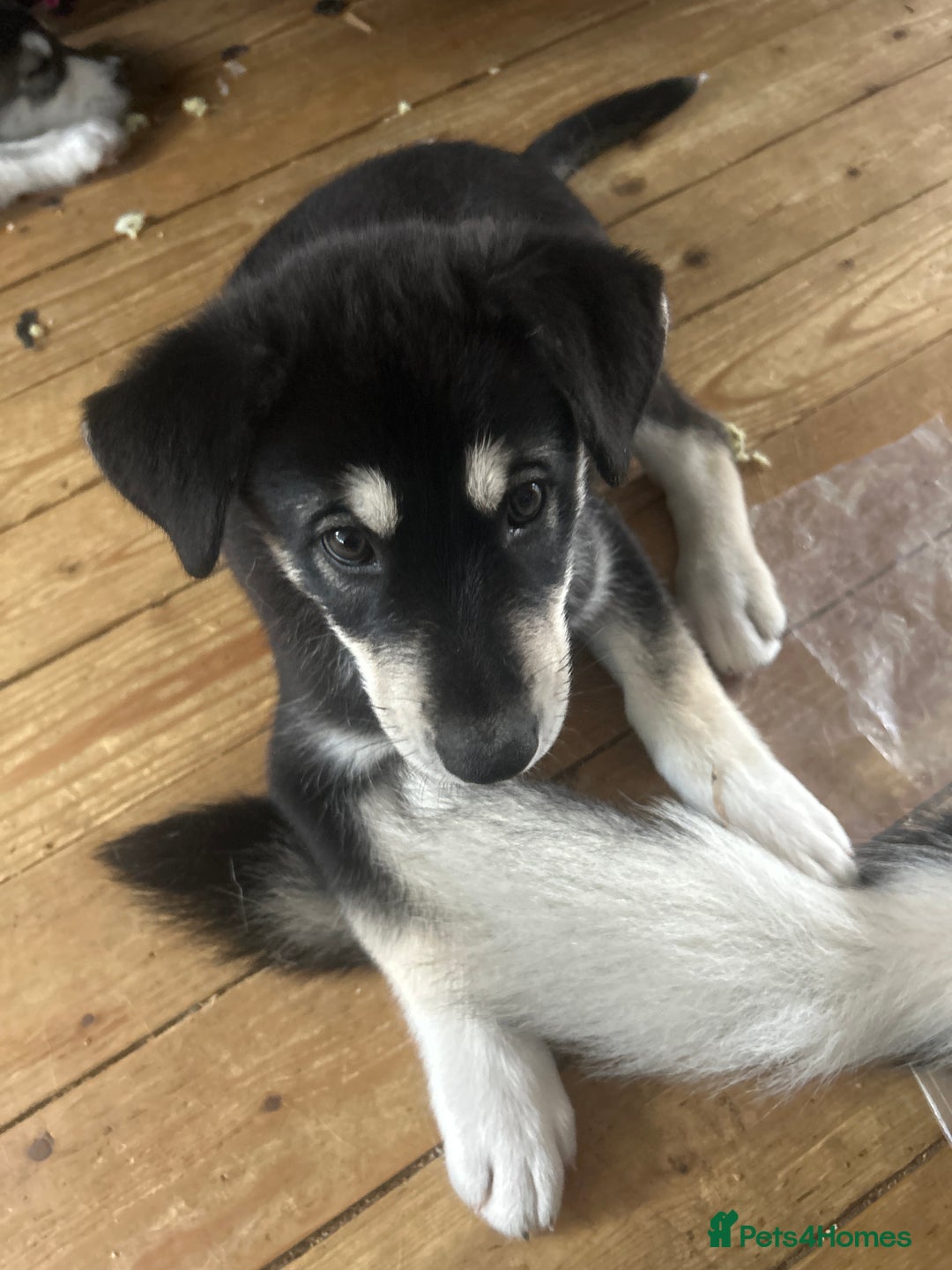Siberian Husky dogs for sale: Lovely husky puppies, ready for new homes on 25/8 - Image 17