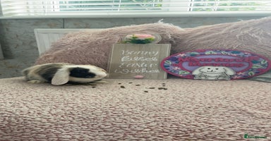 Mini Lop rabbits - Advert 15