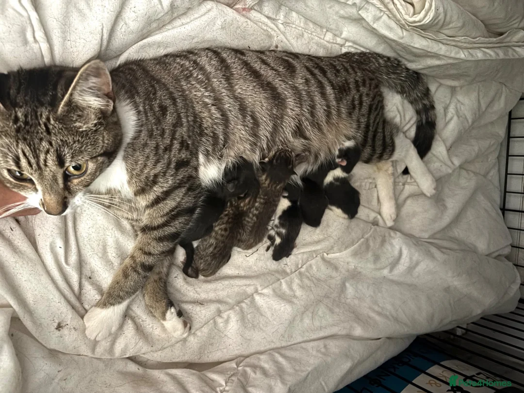 Mixed Breed cats for sale: 6 beautiful kittens  - Advert 1