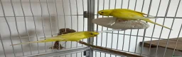 Budgerigars birds for sale: Lutino baby budgies  - Advert 4