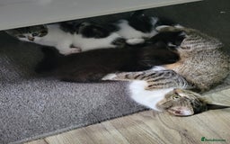 Domestic Shorthair cats for sale: 3 playful kittens - Image 8