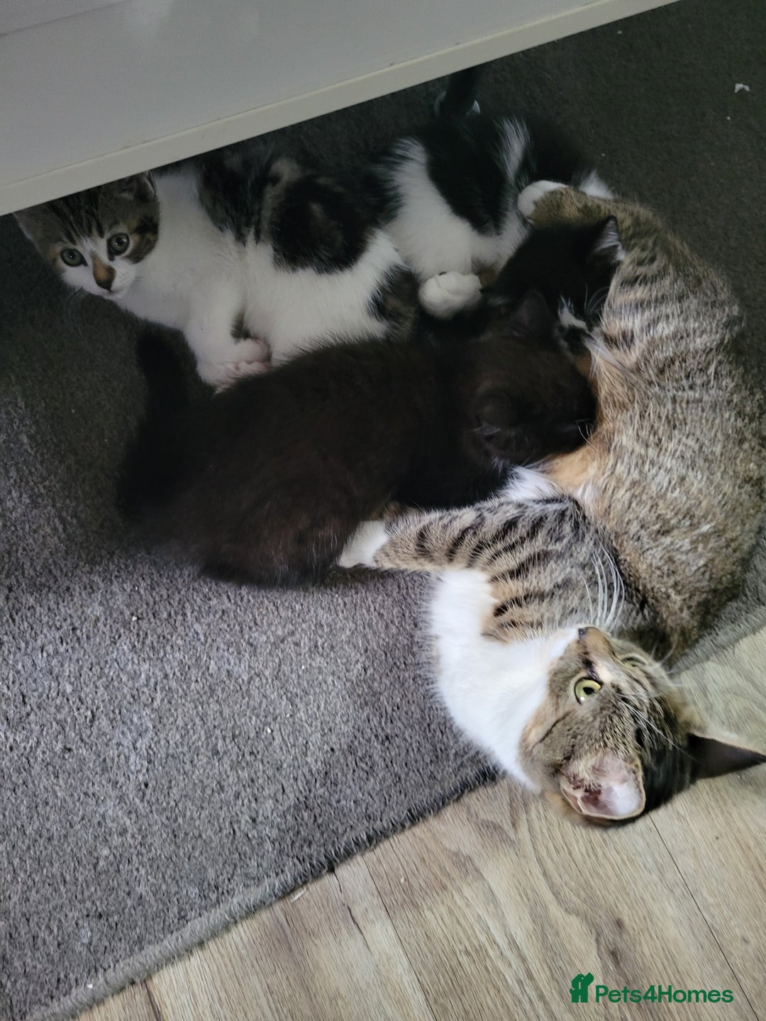 Domestic Shorthair cats for sale: 3 playful kittens - Image 8