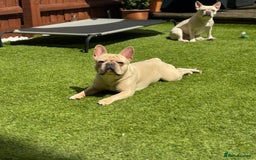 French Bulldog dogs for stud: 🌟🔥LILAC PLATINUM KC REG FRENCH BULLDOG STUD🔥🌟 in Uxbridge - Image 8