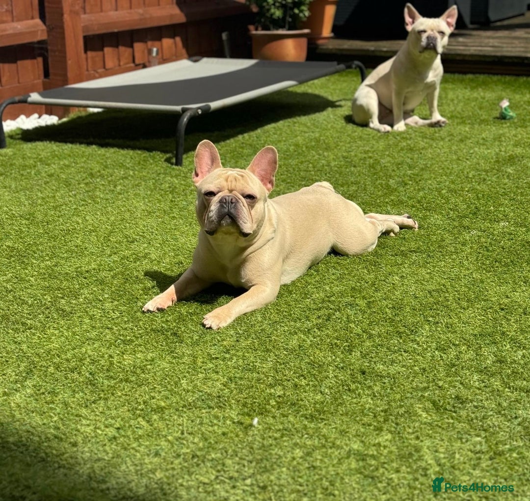 French Bulldog dogs for stud: 🌟🔥LILAC PLATINUM KC REG FRENCH BULLDOG STUD🔥🌟 in Uxbridge - Image 8