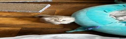Scottish Fold cats for sale: ✨ Beautiful TICA babies Fold & Straight ✨  - Advert 5