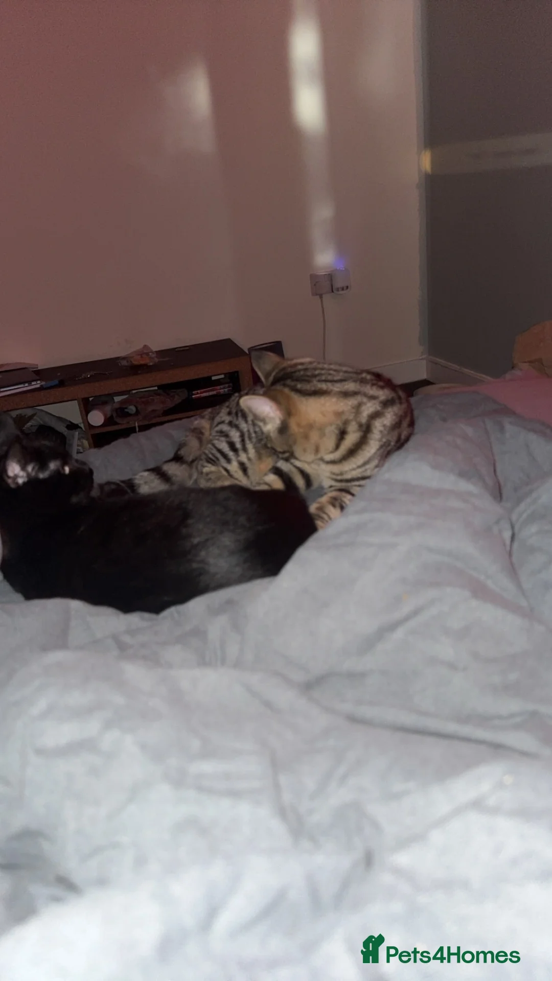 Mixed Breed cats for sale: 2 male boys  - Advert 4