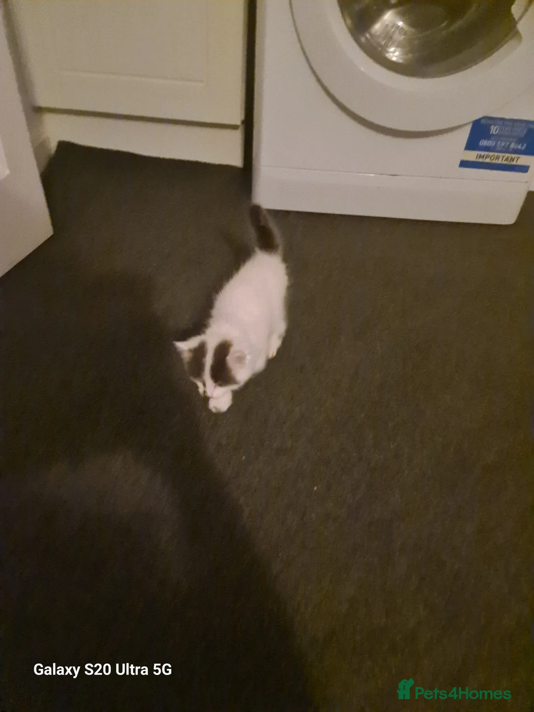 Siberian cats for sale: Kittens - Advert 3