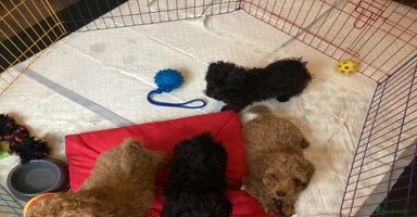 Doxiepoo dogs - Advert 17