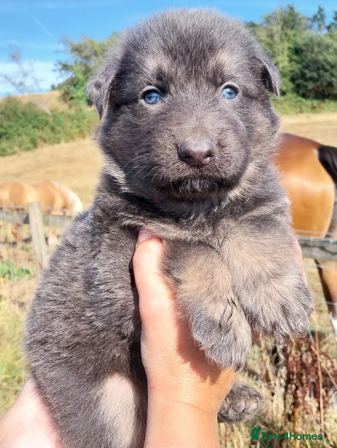German Shepherd dogs for sale: KC health tested german shepherd puppies - Advert 2