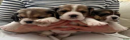 Beagle dogs for sale: Kc reg Charterwood /Davicard  Show winning    - Advert 7