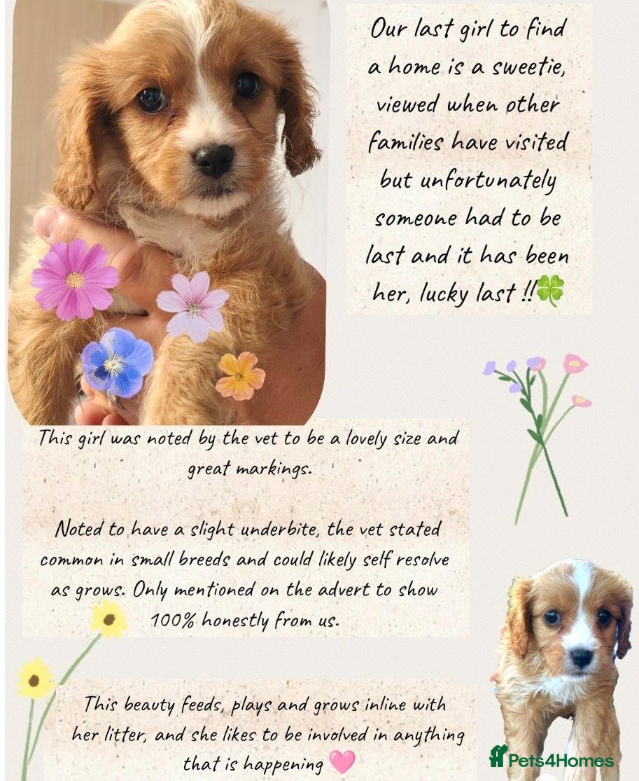 Mixed Breed dogs Ready this week !! Cavalier Mix Breed pups - Advert 2