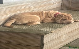 Shar Pei dogs for sale: Gorgeous 10 month old Shar pei girl  - Image 7