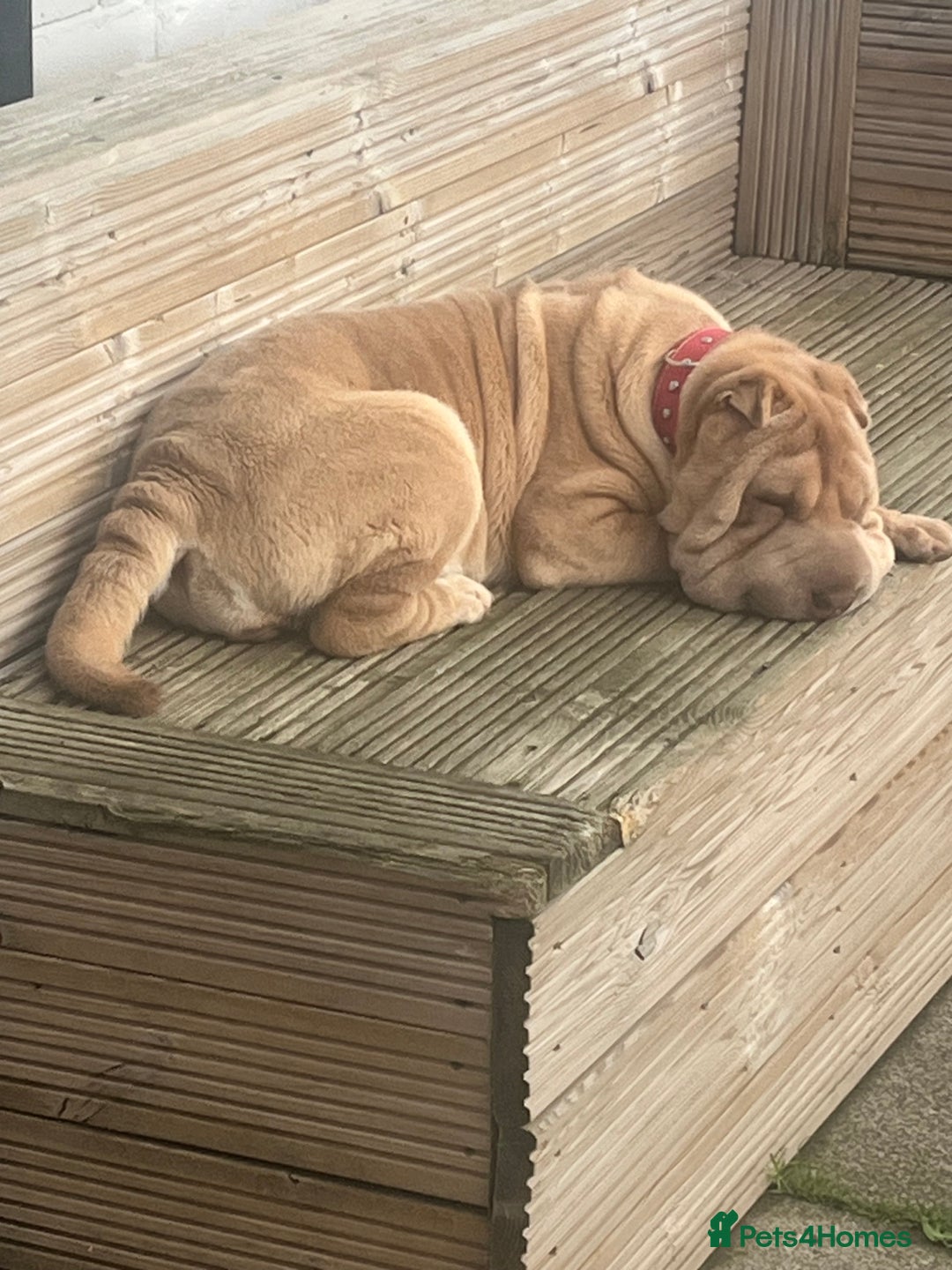 Shar Pei dogs for sale: Gorgeous 10 month old Shar pei girl  - Image 7