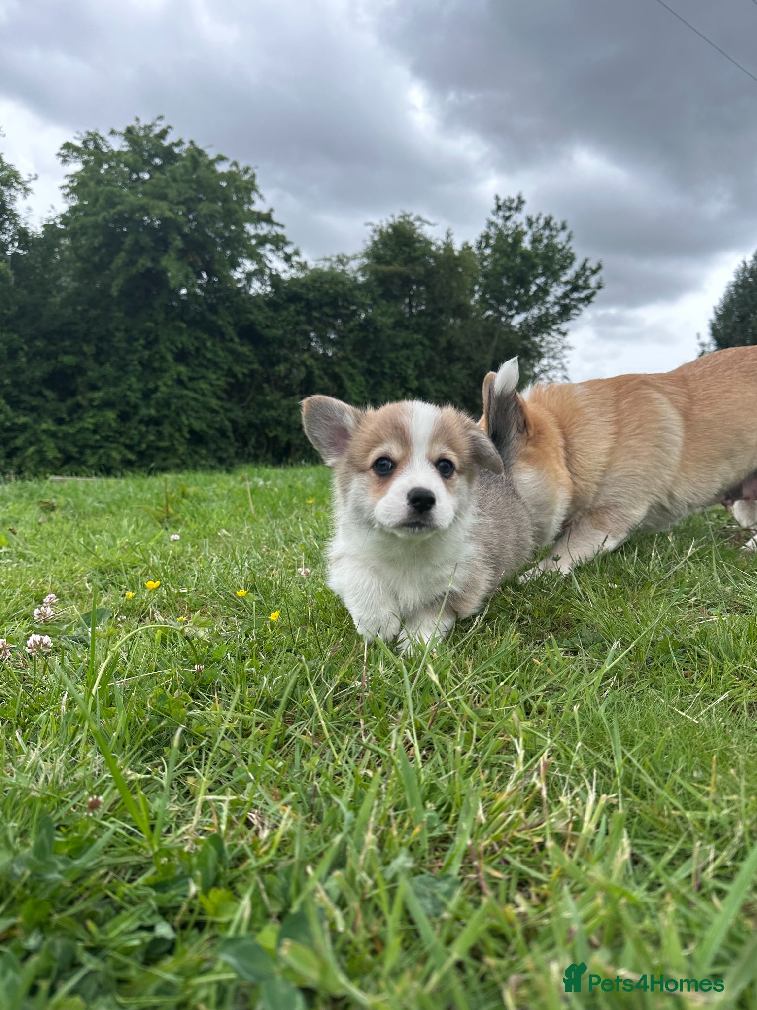 Welsh Corgi Pembroke dogs Pedigree Pembrokeshire Welsh Corgi Puppies - Advert 2