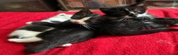Mixed Breed cats for sale: Mixed breed kittens  - Advert 18