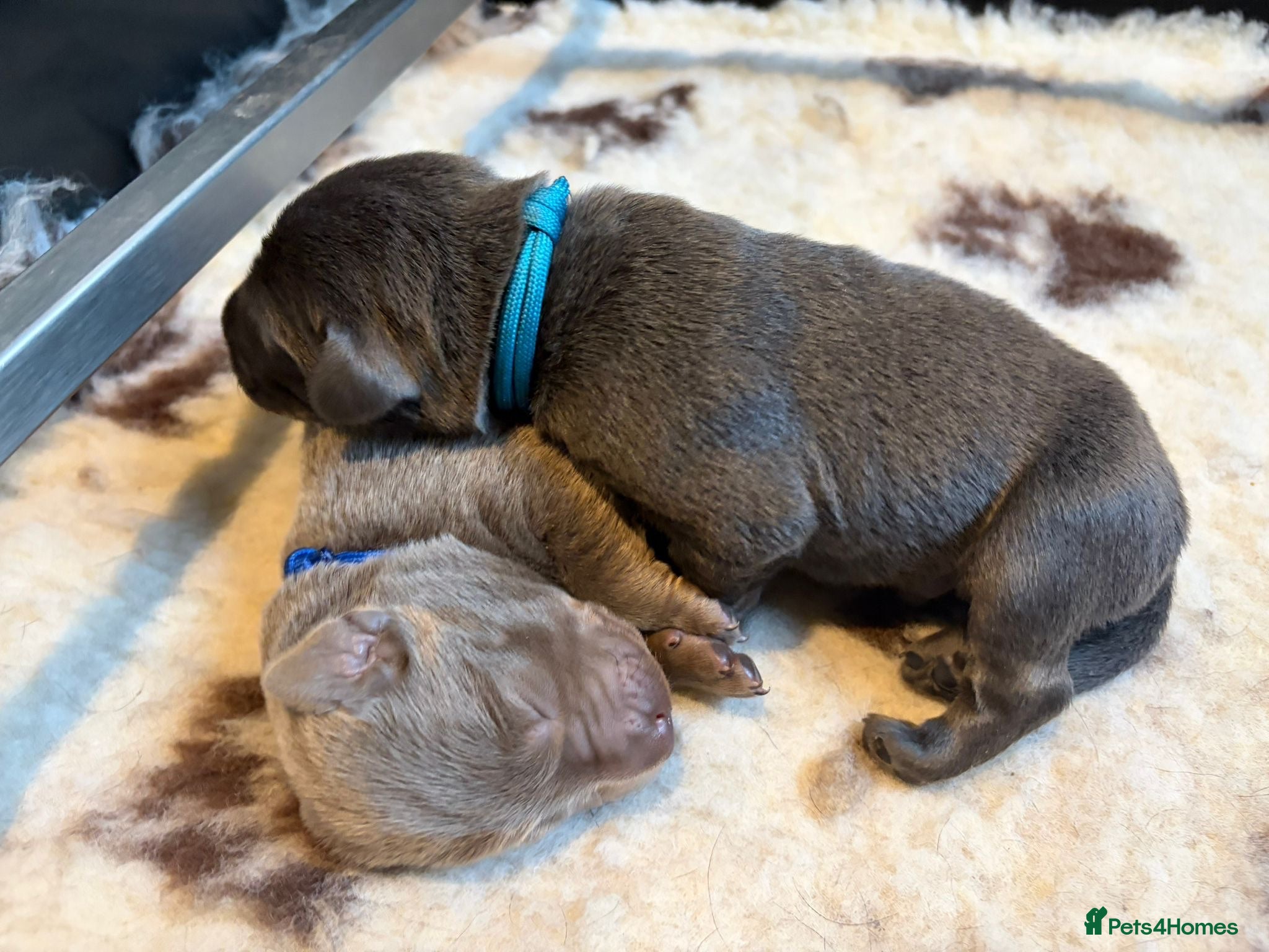 Labrador Retriever dogs 🐶 KC LABRADOR PUPPIES DUE SOON 🐶 - Advert 2