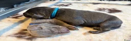 Labrador Retriever dogs for sale: 🐶 KC LABRADOR PUPPIES 🐶 - Advert 2
