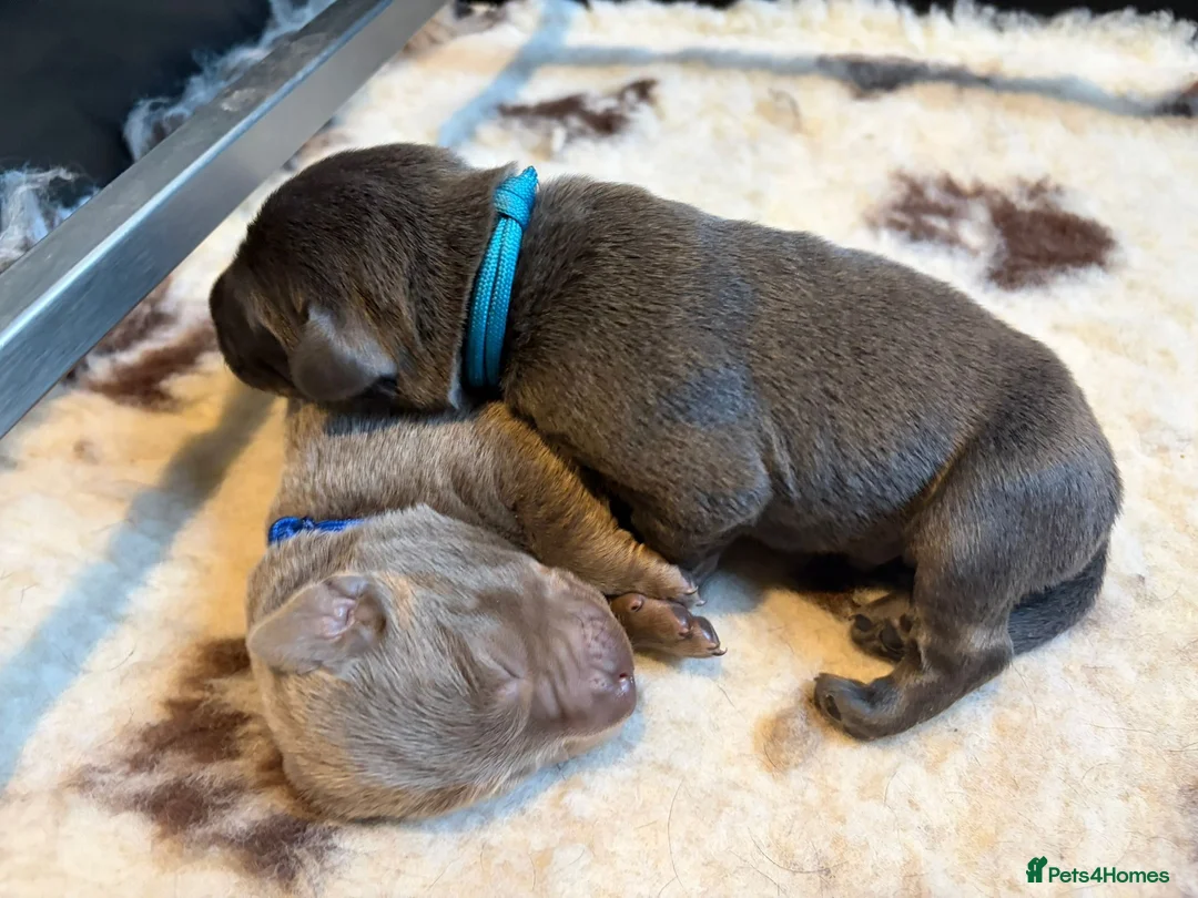 Labrador Retriever dogs for sale: 🐶 KC LABRADOR PUPPIES 🐶 - Advert 2