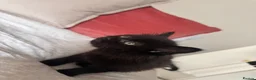 Mixed Breed cats for sale: Kittens - Advert 5