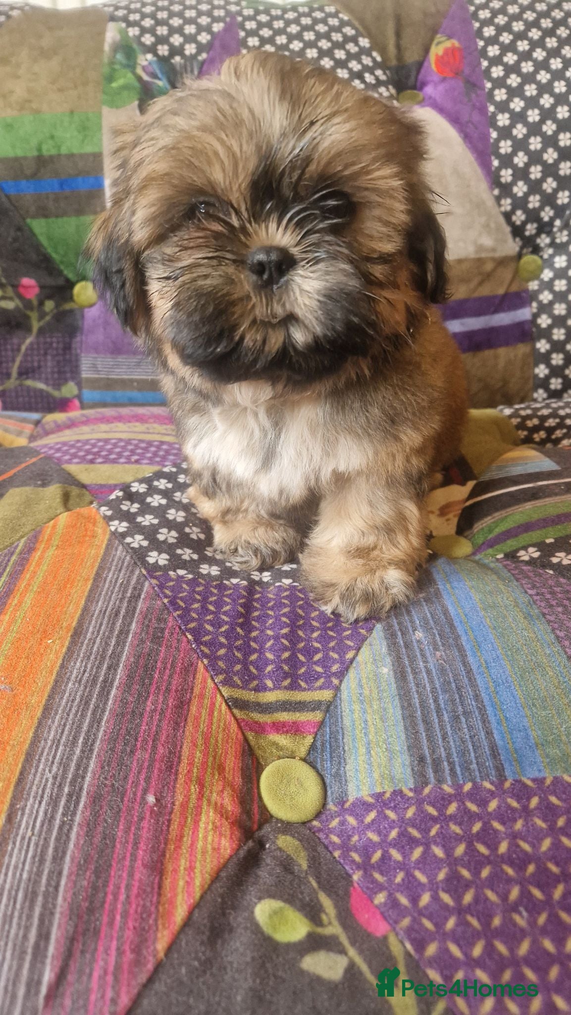 Shih Tzu dogs Shih-tzu pedigree puppies - Advert 3