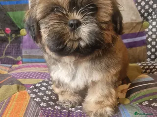 Shih Tzu dogs Shih-tzu pedigree puppies - Advert 3