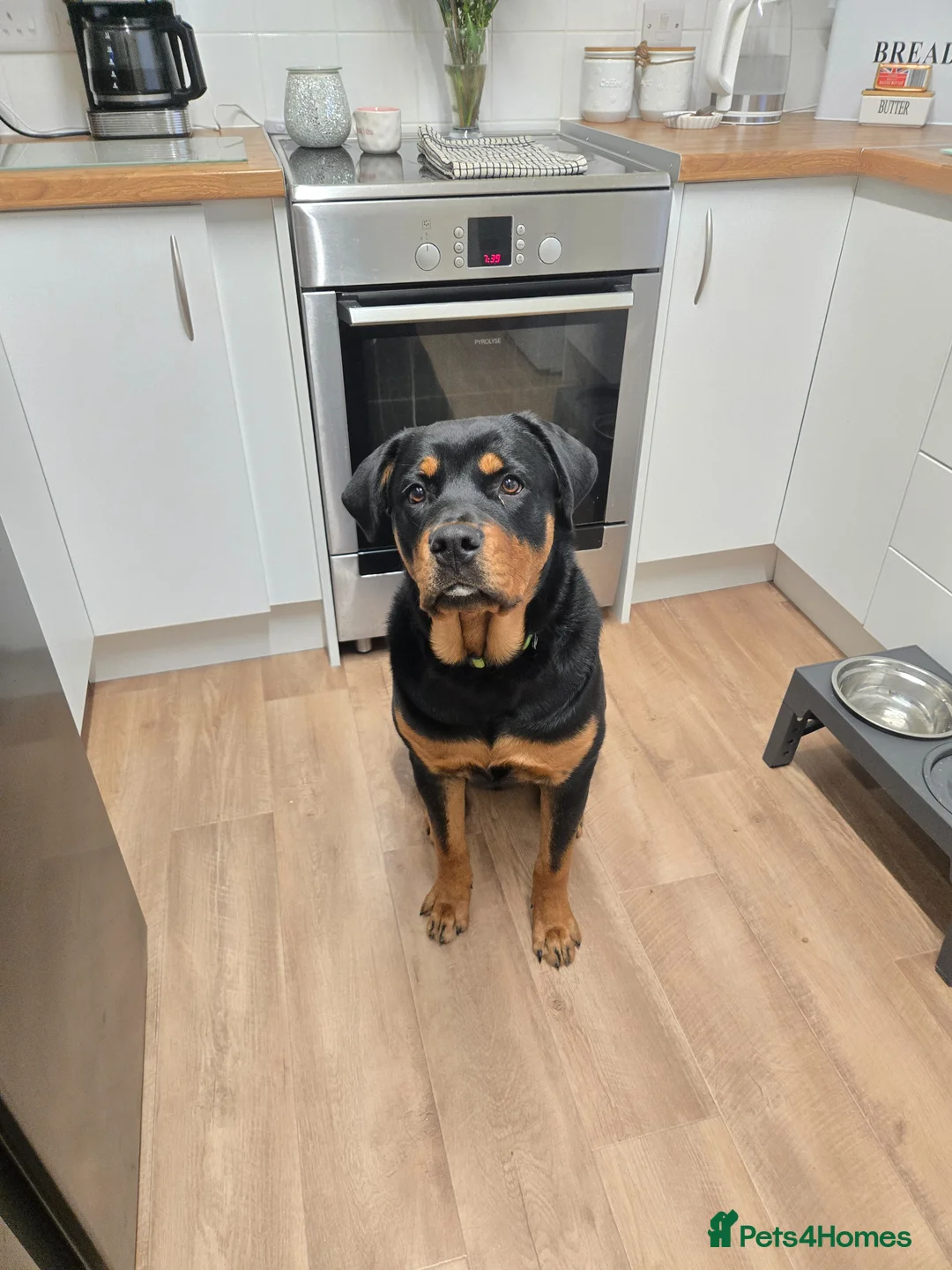 Rottweiler dogs for sale: 8 month old Rottweiler for sale. in Weston-super-Mare - Advert 5