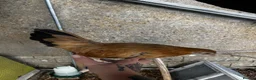 Chickens poultry for sale: Very Tame Dutch Bantams - Advert 5