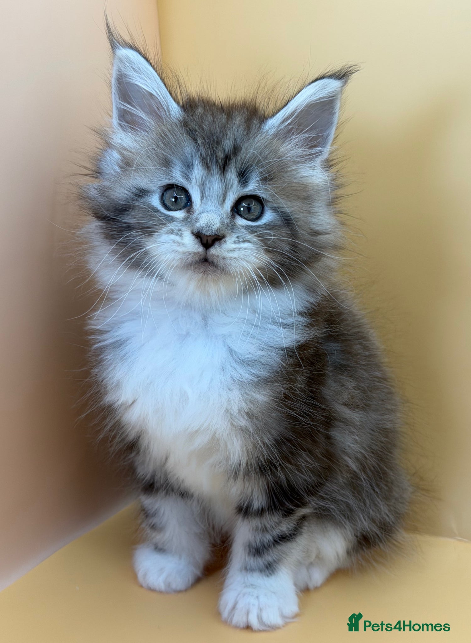 Maine Coon cats Maine Coons with Tests, Papers, Vet Checks & Vacc. - Advert 4