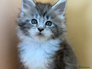 Maine Coon cats Maine Coons with Tests, Papers, Vet Checks & Vacc. - Advert 4