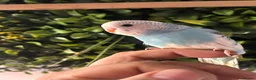 Budgerigars birds for sale: 2 baby budgies available tame to hand  in Walsall - Advert 8