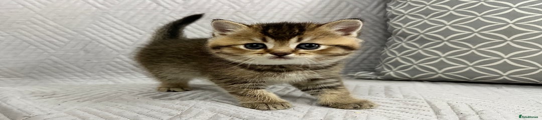 Scottish Straight Kitten 4 ( purple )
