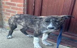 Mixed Breed dogs for adoption: Button - Norwich Norfolk  - Image 6