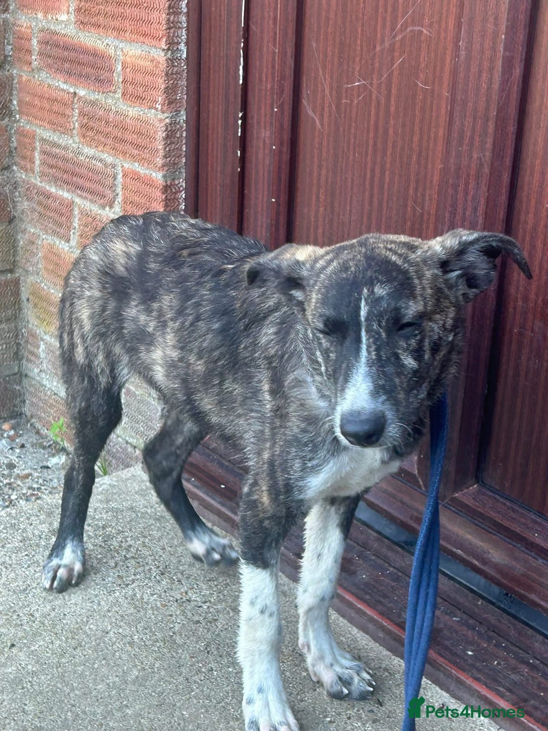 Mixed Breed dogs for adoption: Button - Norwich Norfolk  - Image 6