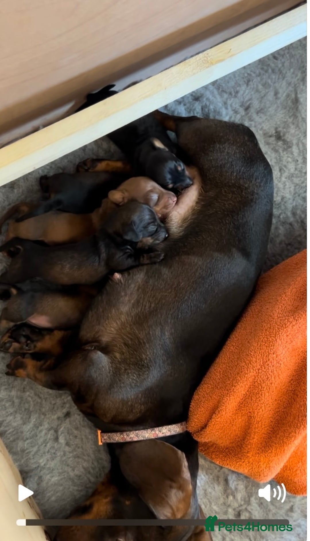 Dachshund dogs for sale: Gorgeous miniature Dachshund Bitch pups   - Image 4