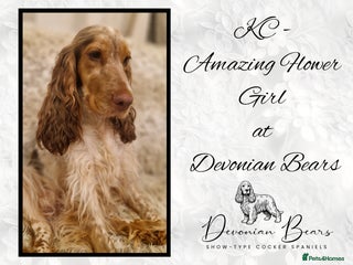 Cocker Spaniel dogs FULL Health Tested Show Line puppies due - Advert 1