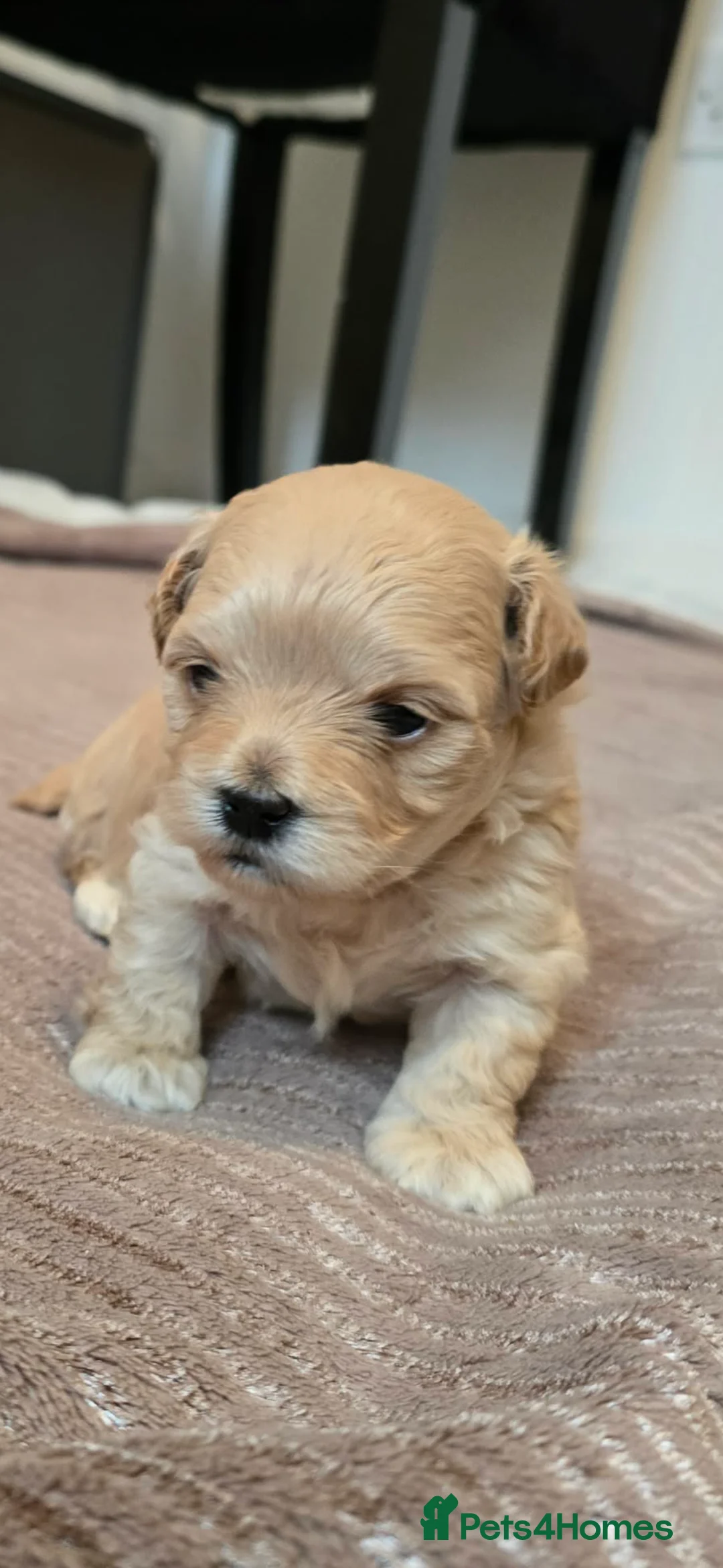 Maltipoo dogs for sale: Maltipoo puppies  - Advert 1