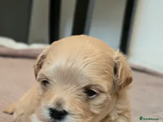 Maltipoo dogs Maltipoo puppies - Advert 5