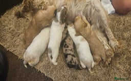 Cockapoo dogs for sale: Beautiful/healthy F1 cockapoo’s.3 girls🩷3 boys🩵 - Image 20