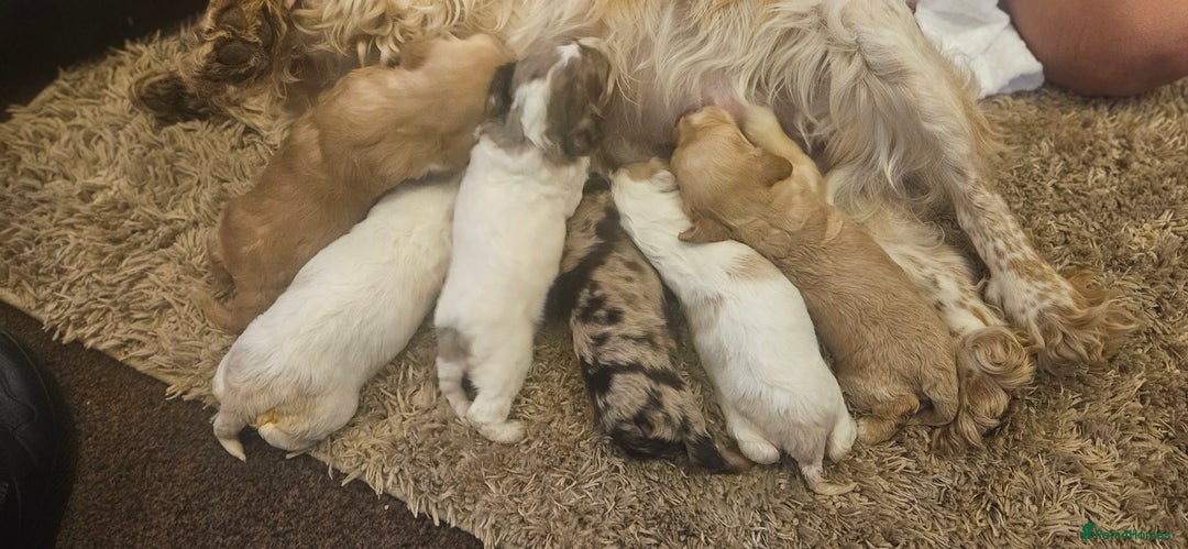 Cockapoo dogs for sale: Beautiful/healthy F1 cockapoo’s.3 girls🩷3 boys🩵 - Image 20