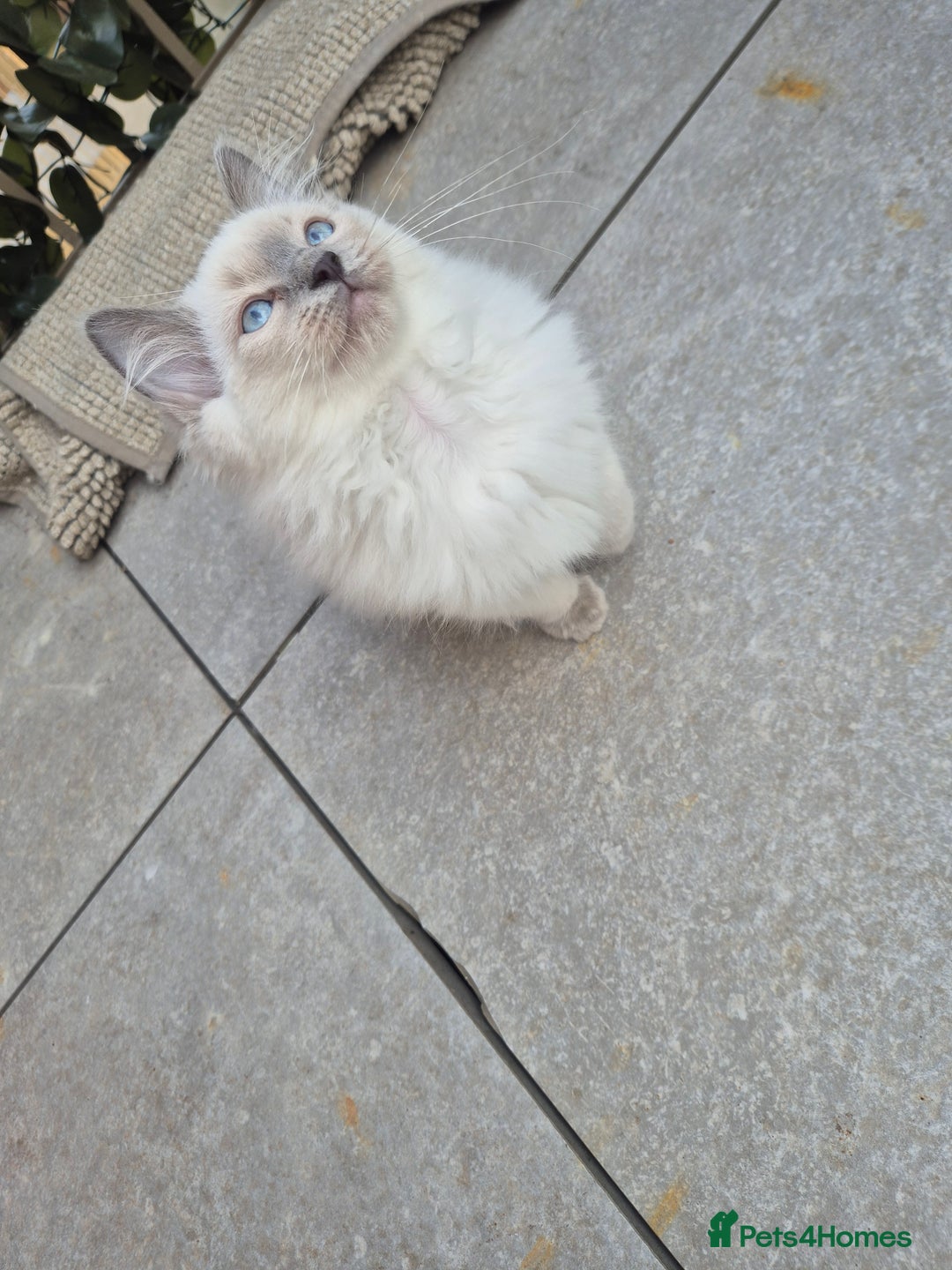 Ragdoll cats for sale: Last Two Blue-Eyed Ragdoll Kittens 💕 - Advert 2