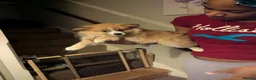 Pomeranian dogs for sale: Beautiful Pomeranian Puppies Ready Now in Nottingham - Advert 8