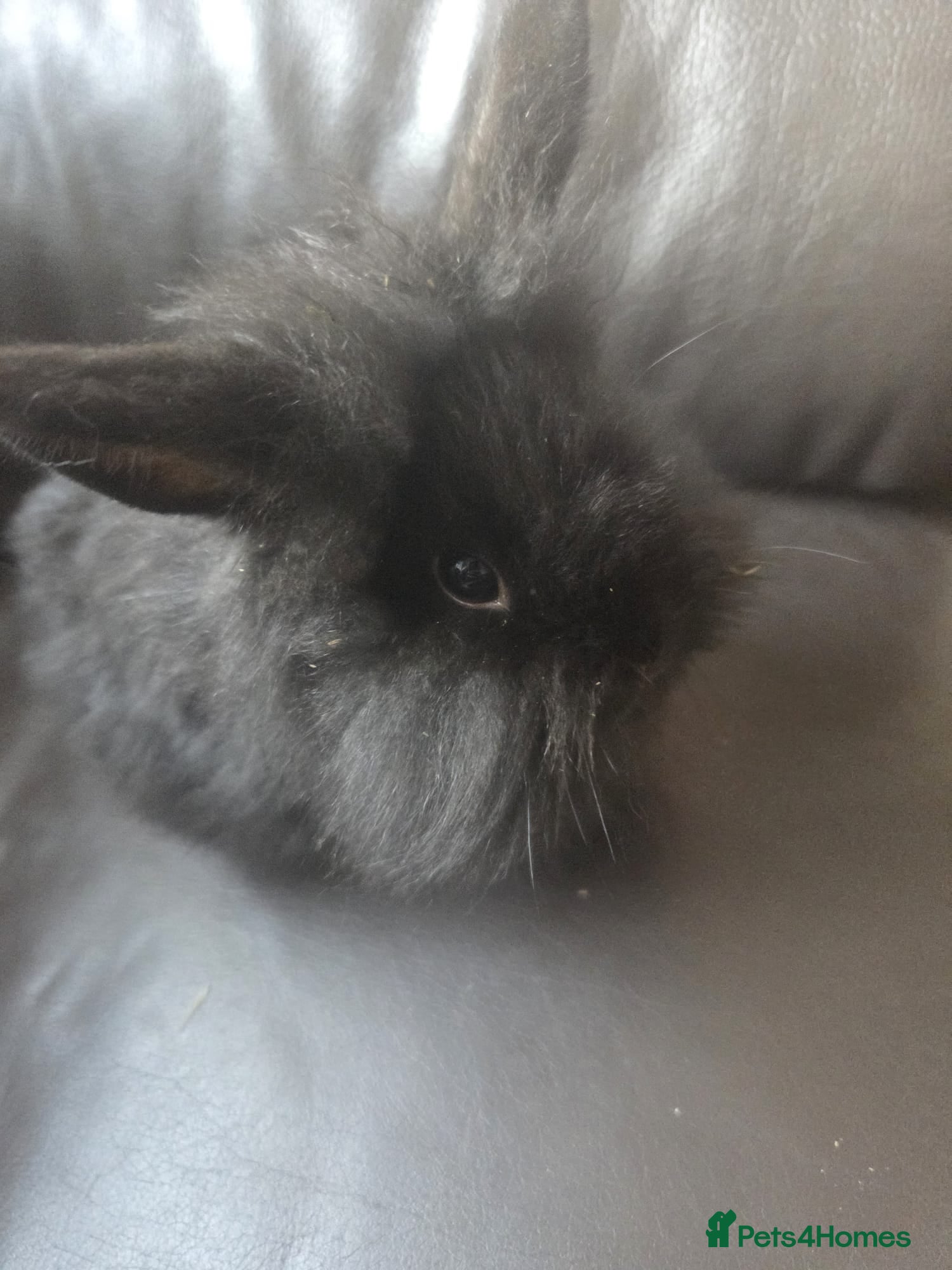 Mixed Breed rabbits for sale: 4 Baby (2 black) bunnies looking for forever homes - Advert 8
