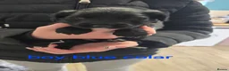 Cockapoo dogs for sale: 4 f2 cockapoos  - Advert 11